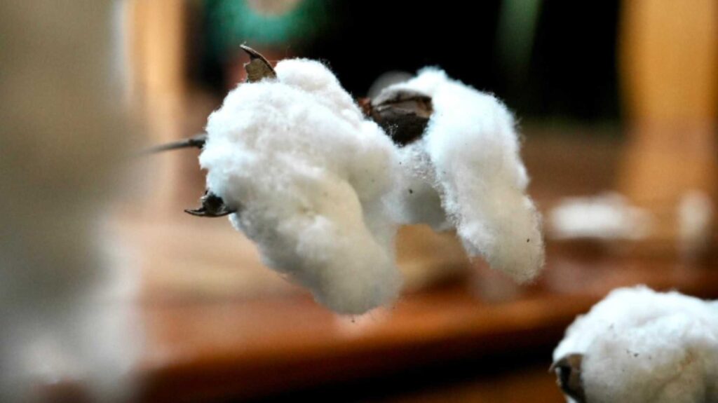 Close-up of fluffy white cotton bolls with brown seed pods on a wooden surface