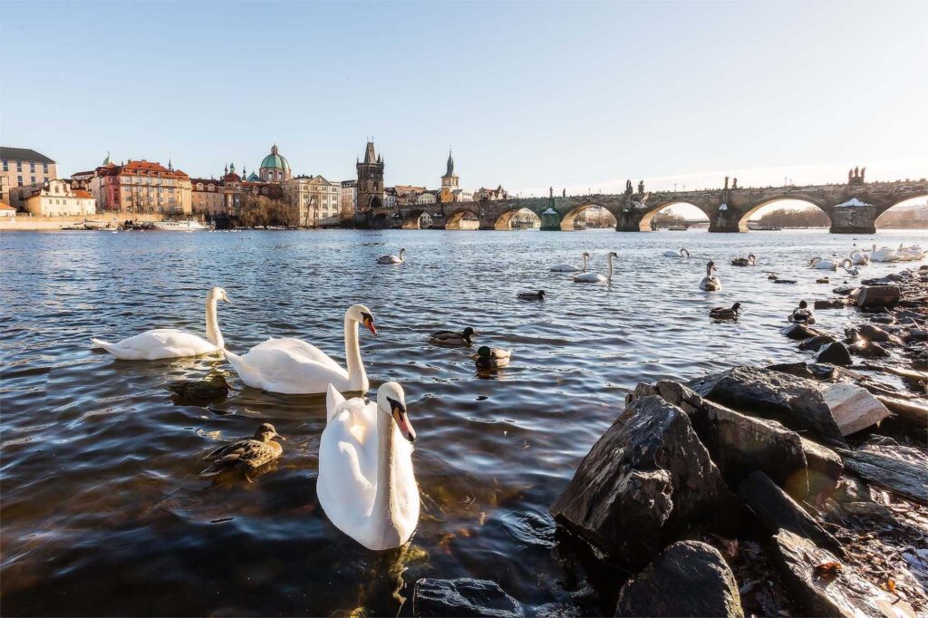 White swans float on a calm river with a historic arched bridge and colorful city buildings along the shore in the background from a waterfront view.